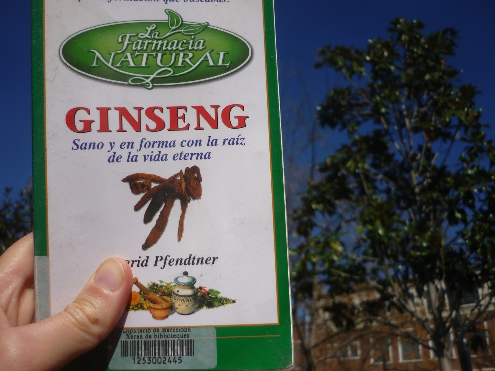 Beneficios del Ginseng para el envejecimiento